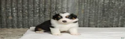 Miniature Australian Shepherd dogs for sale: Lathan Miniature Australian Shepherd Puppy  - Ad 5