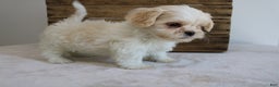 Maltipoo dogs for sale: Katy - Ad 5
