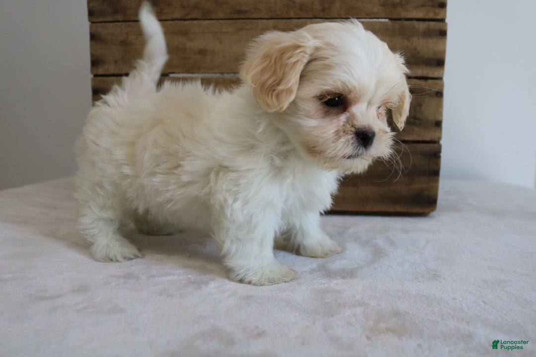Maltipoo dogs for sale: Katy - Ad 5