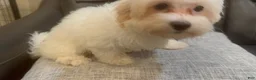 Maltipoo dogs for sale: May - Ad 2