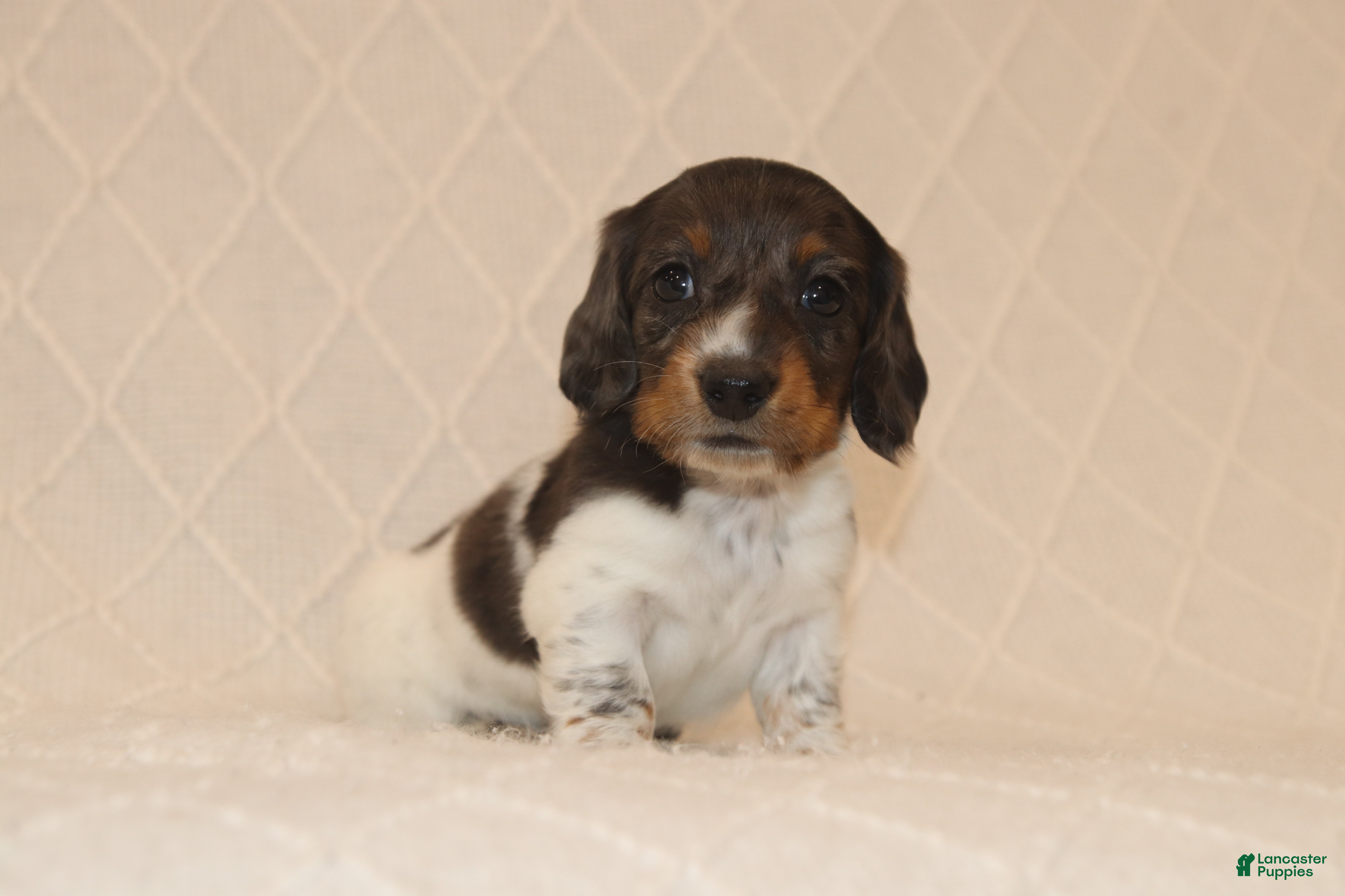 Miniature Dachshund dogs Milo - Ad 1