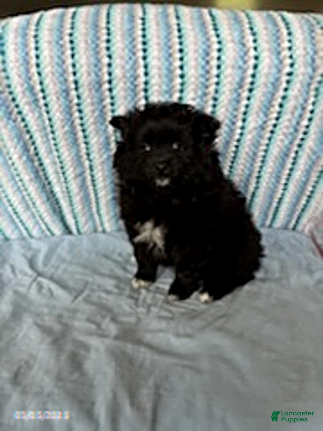 Pomeranian dogs for sale: Starburst - Ad 1