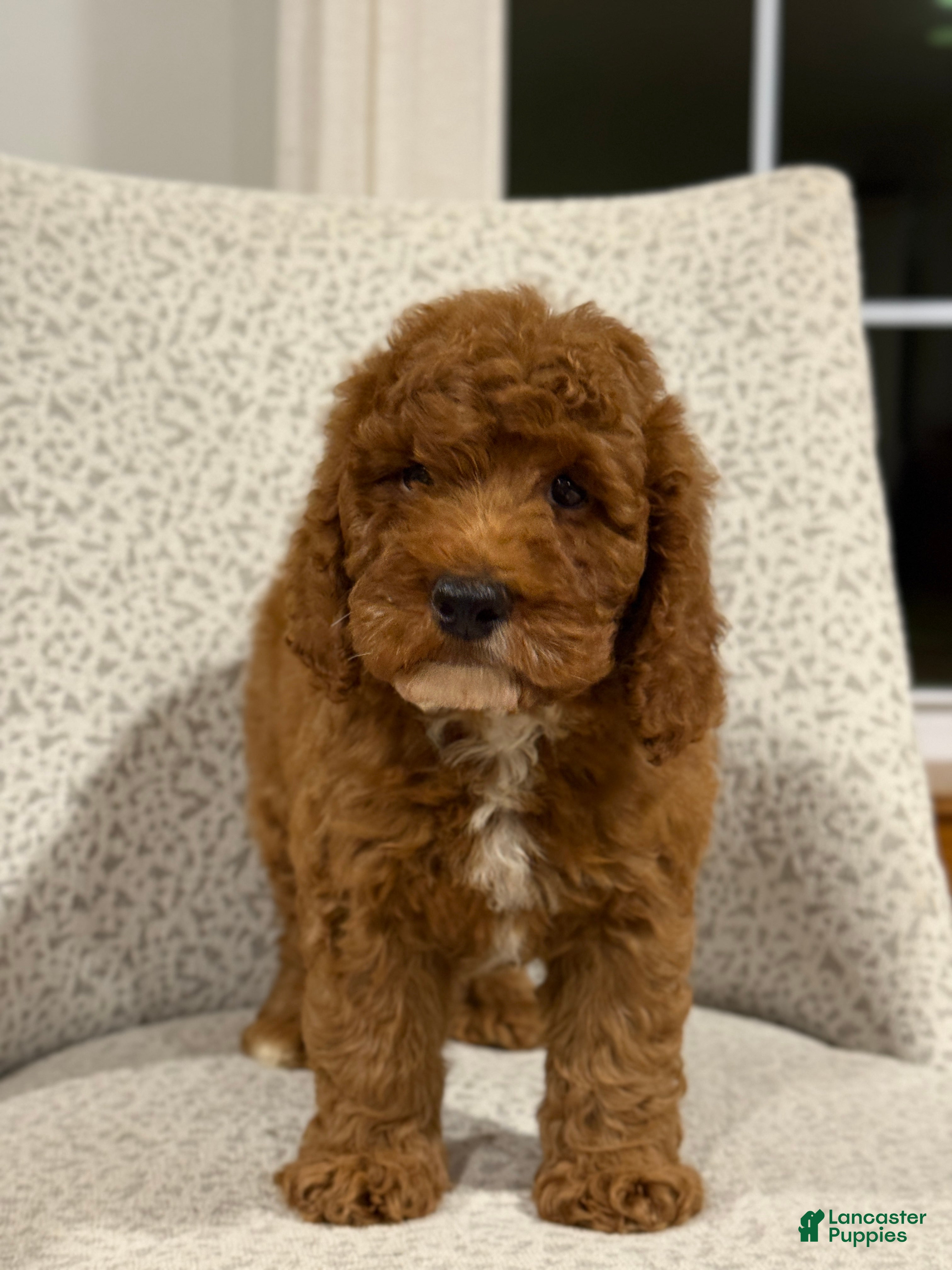 Mini Goldendoodle dogs Solar - Ad 2