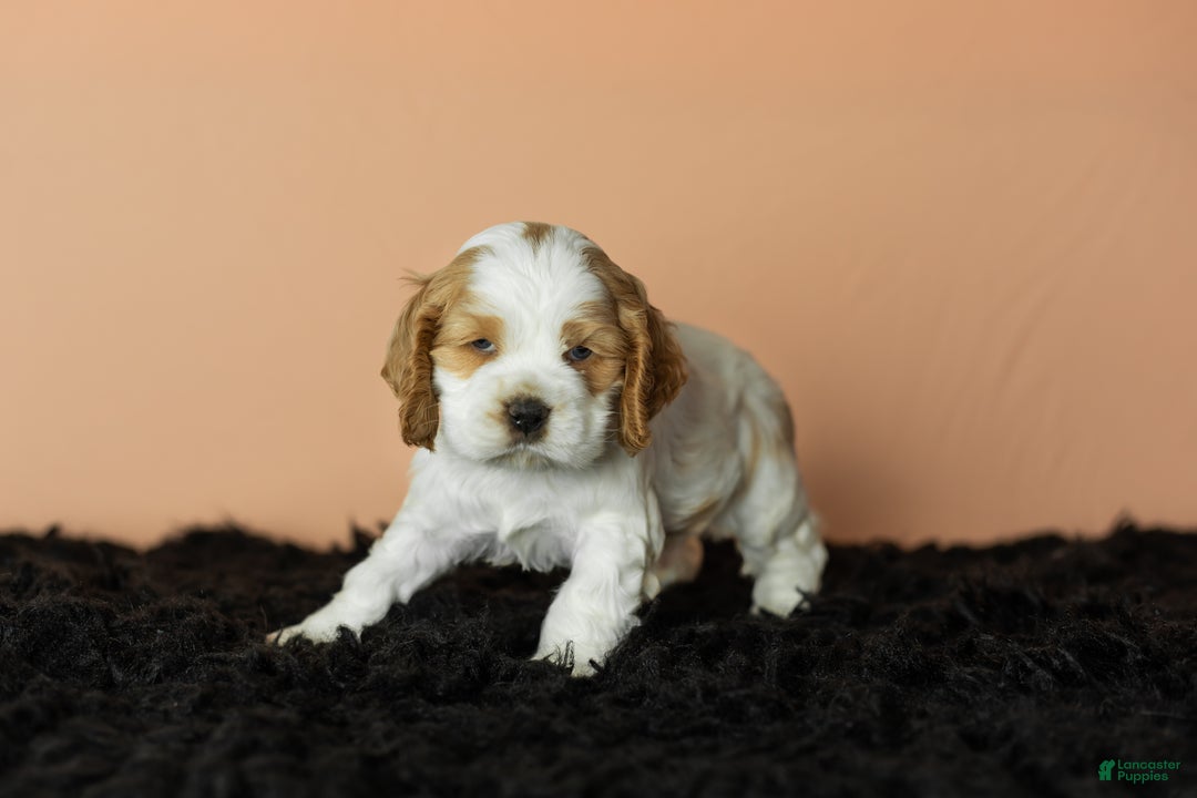 Cocker Spaniel dogs for sale: Gibson - Ad 4