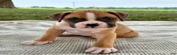 Boxer dogs for sale: Cash - Ad 1