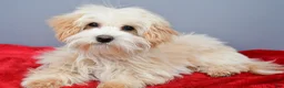 Maltipoo dogs for sale: Flint - Ad 2