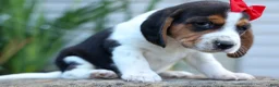 Beagle dogs for sale: Chip🐶 - Ad 9