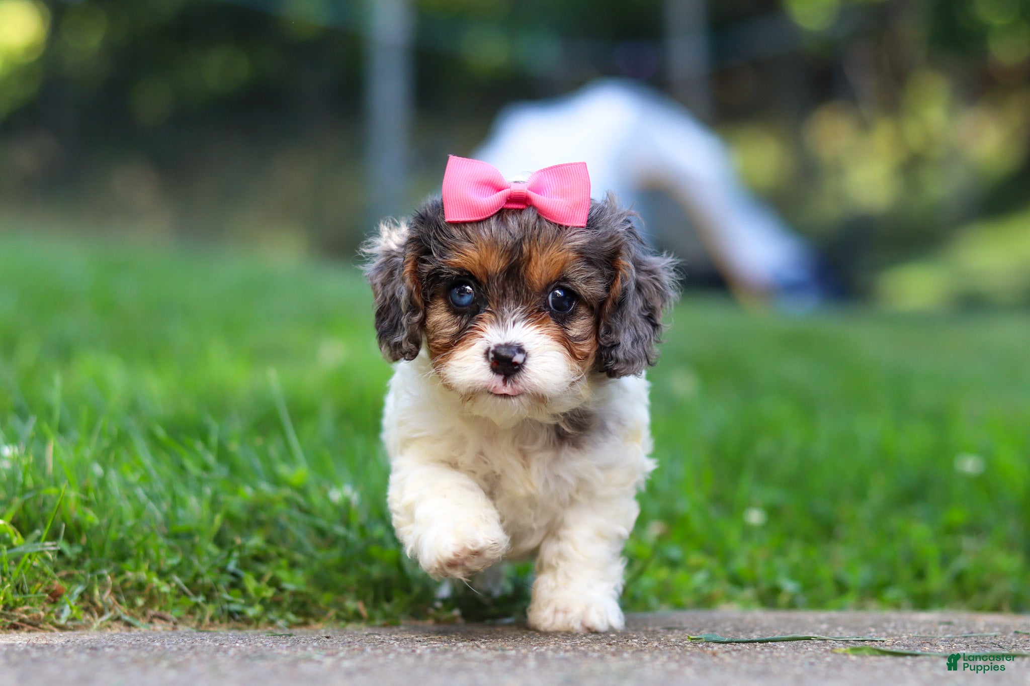 Cavapoo dogs Everest - Ad 2
