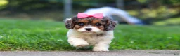 Cavapoo dogs for sale: Everest - Ad 2
