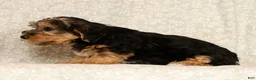 Yochon dogs for sale: Kenny - Ad 8