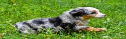 Mini Aussiedoodle dogs for sale: Gunner - Ad 5