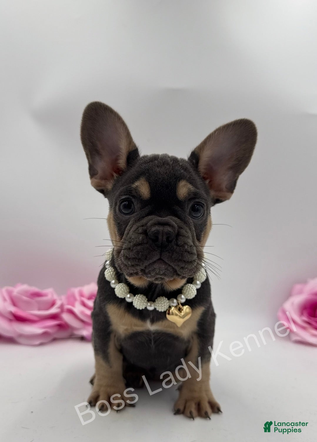 French Bulldog dogs French Bulldog Puppy 5 - Ad 3