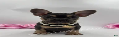 French Bulldog Puppy 5
