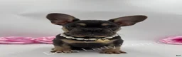 French Bulldog dogs for sale: French Bulldog Puppy 5 - Ad 1