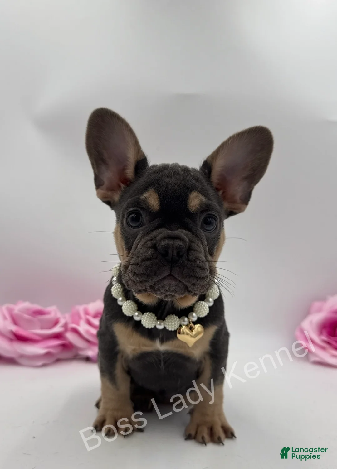 French Bulldog dogs for sale: French Bulldog Puppy 5 - Ad 1