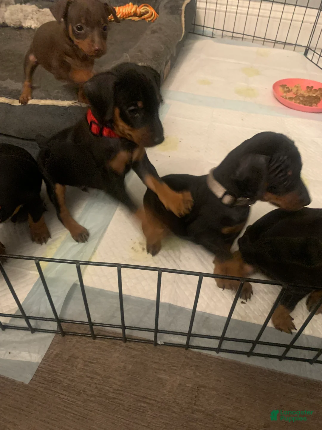 Miniature Pinscher dogs for sale: Levi - Ad 2