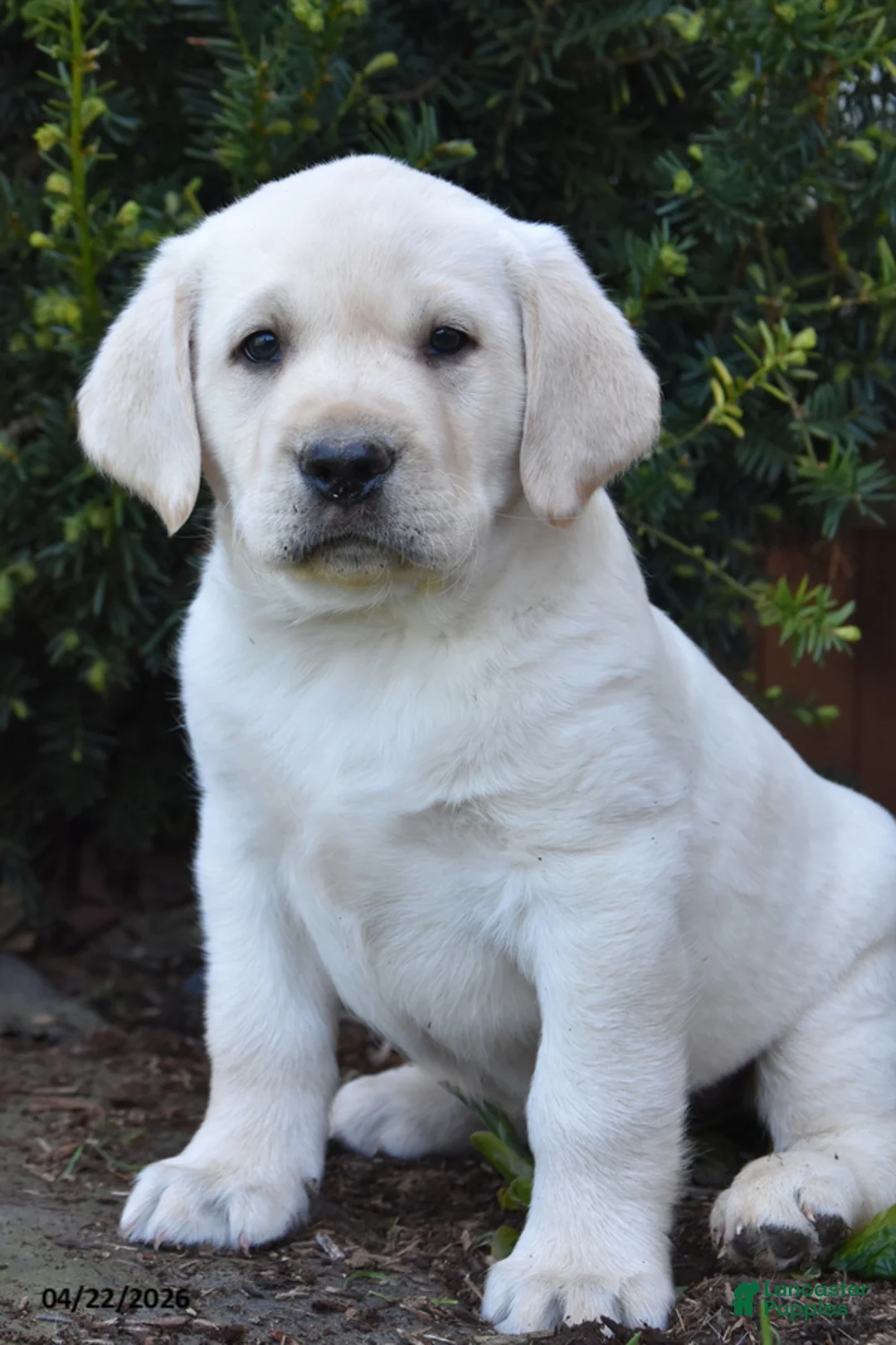 Labrador Retriever dogs for sale: Wrangler - Ad 1