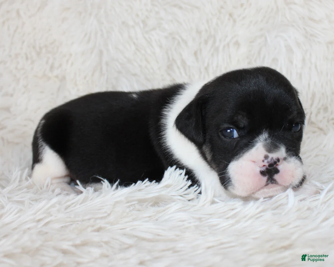 English Bulldog dogs for sale: Mario - Ad 1