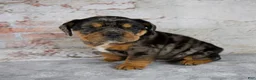 Beabull dogs for sale: Graham - Ad 4