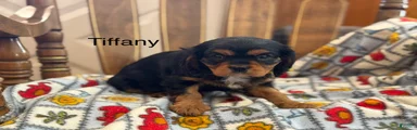 Tiffany