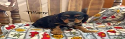 Cavalier King Charles Spaniel dogs for sale: Tiffany - Ad 1