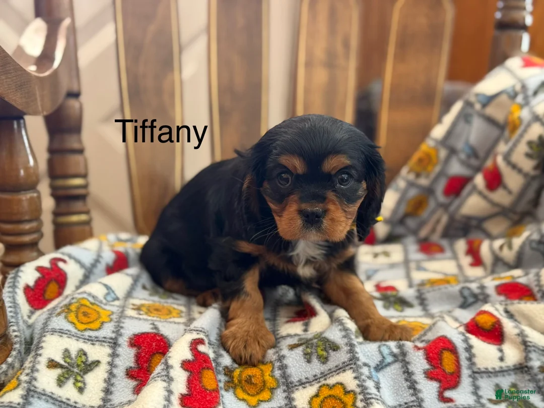 Cavalier King Charles Spaniel dogs for sale: Tiffany - Ad 1