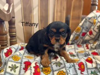 Cavalier King Charles Spaniel dogs Tiffany - Ad 38