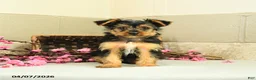 Yorkshire Terrier dogs for sale: Scout - Ad 3