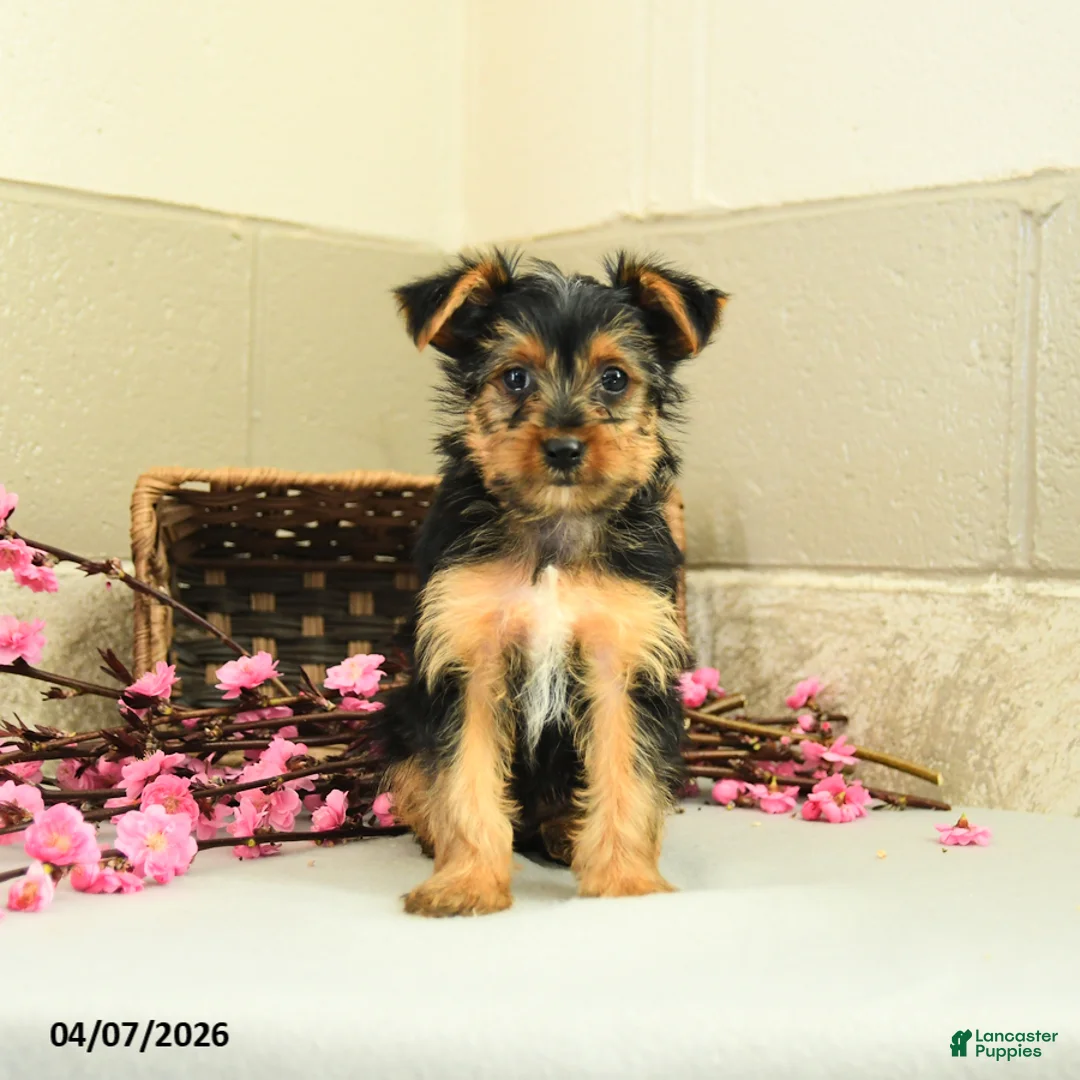 Yorkshire Terrier dogs for sale: Scout - Ad 3