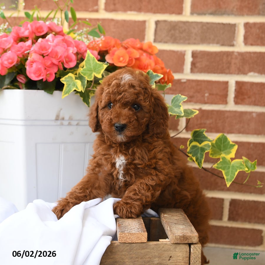 Miniature Poodle dogs for sale: Cocoa - Ad 4