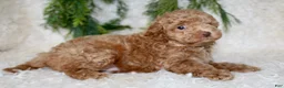 Toy Poodle dogs for sale: Toy Poodle 2 - Ad 3