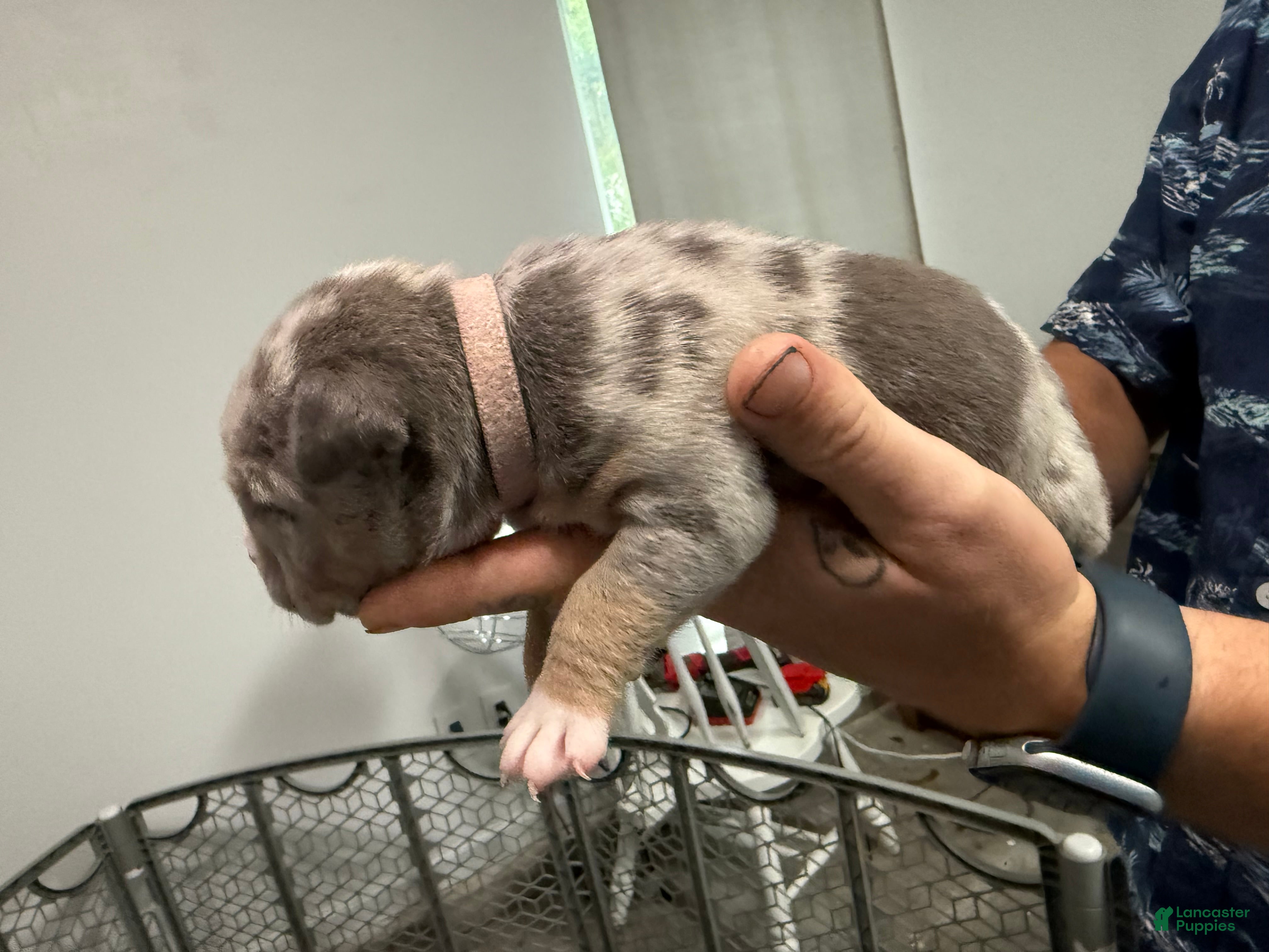 American Bully dogs Winnie - XL American Bully Puppy  - Ad 30
