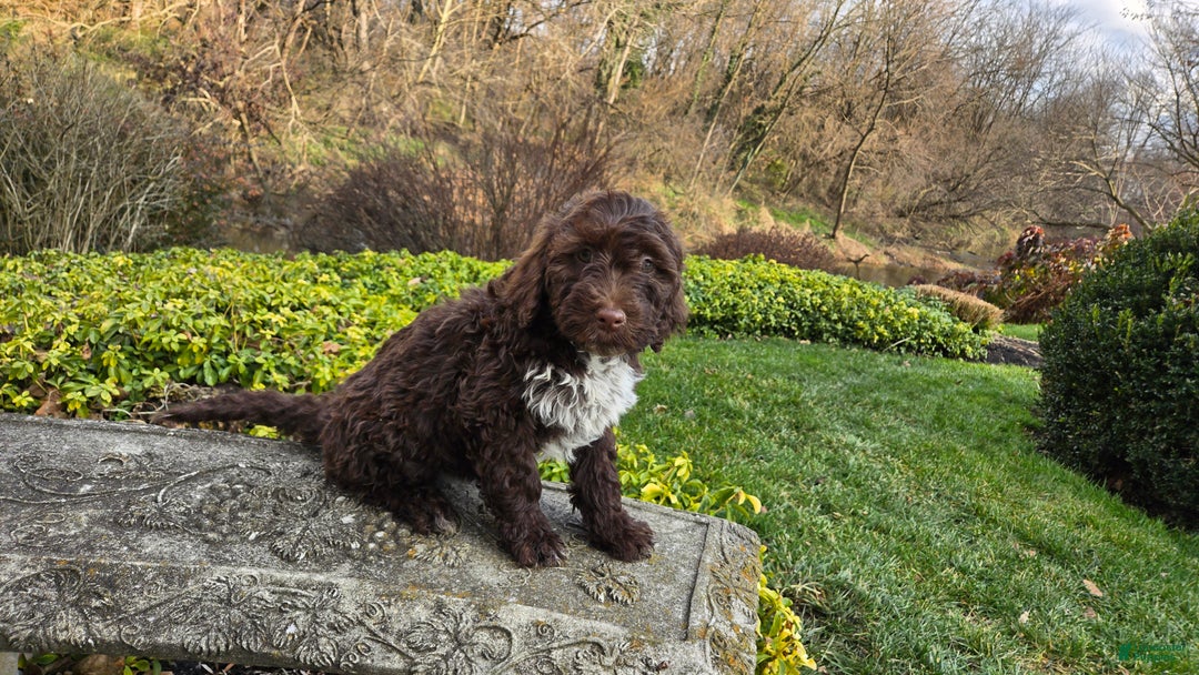 Portuguese Water Dog dogs for sale: Tori - Ad 25