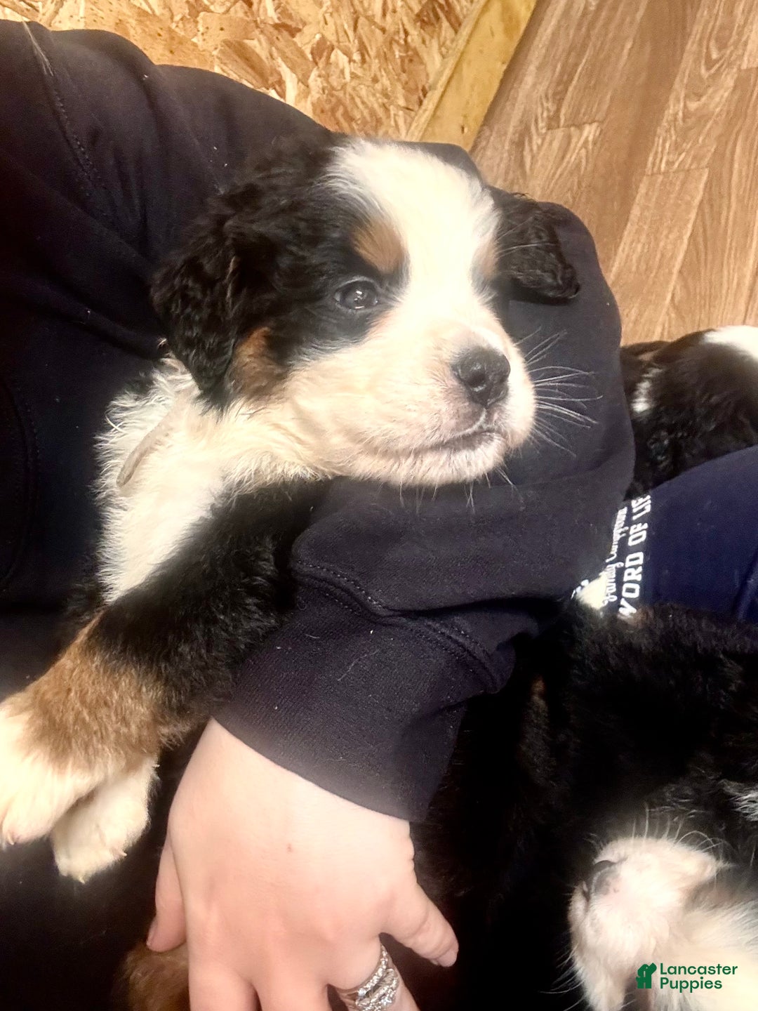 Bernese Mountain Dog dogs for sale: Lulu - Ad 3