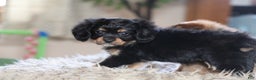 Mixed Breed dogs for sale: Cavalon Midnight - Ad 21