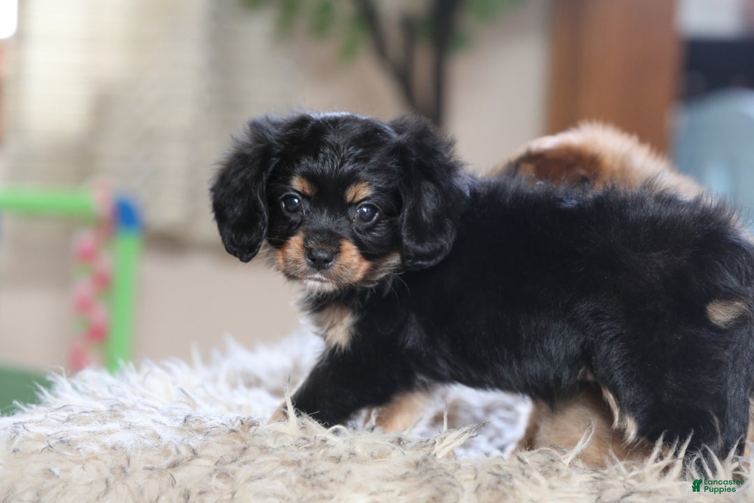 Mixed Breed dogs for sale: Cavalon Midnight - Ad 21