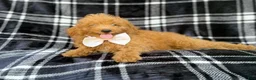Mini Goldendoodle dogs for sale: Dayton - Ad 2