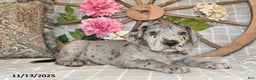 Great Dane dogs for sale: Captian - Ad 3