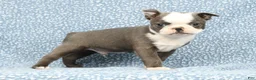 Boston Terrier dogs for sale: Bingo - Ad 4