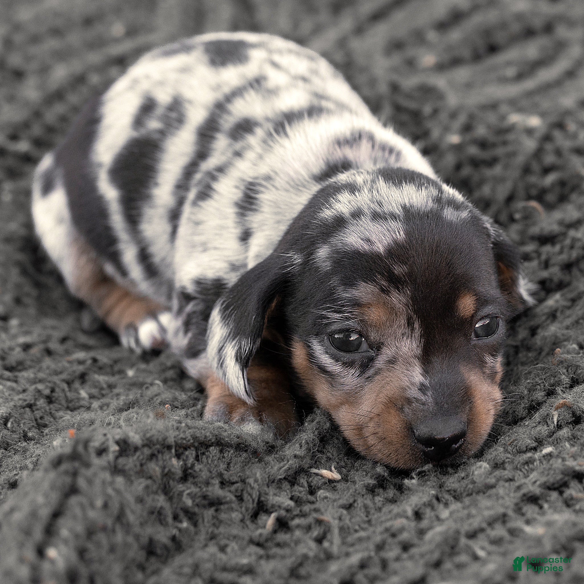 Miniature Dachshund dogs for sale: Snoopy Miniature Dachshund  - Ad 2