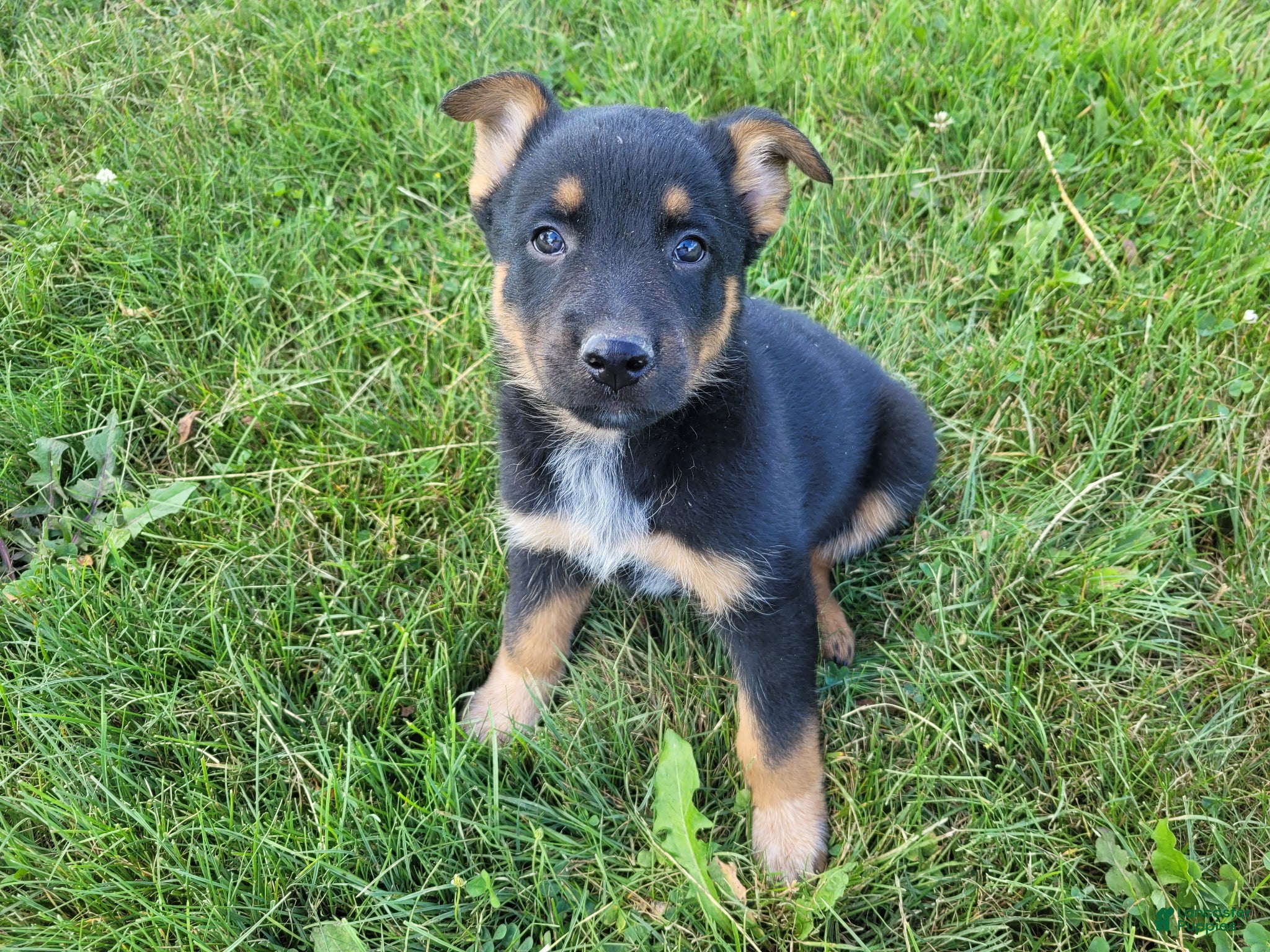 Mixed Breed dogs Max - Ad 1