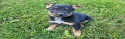 Mixed Breed dogs for sale: Max - Ad 1