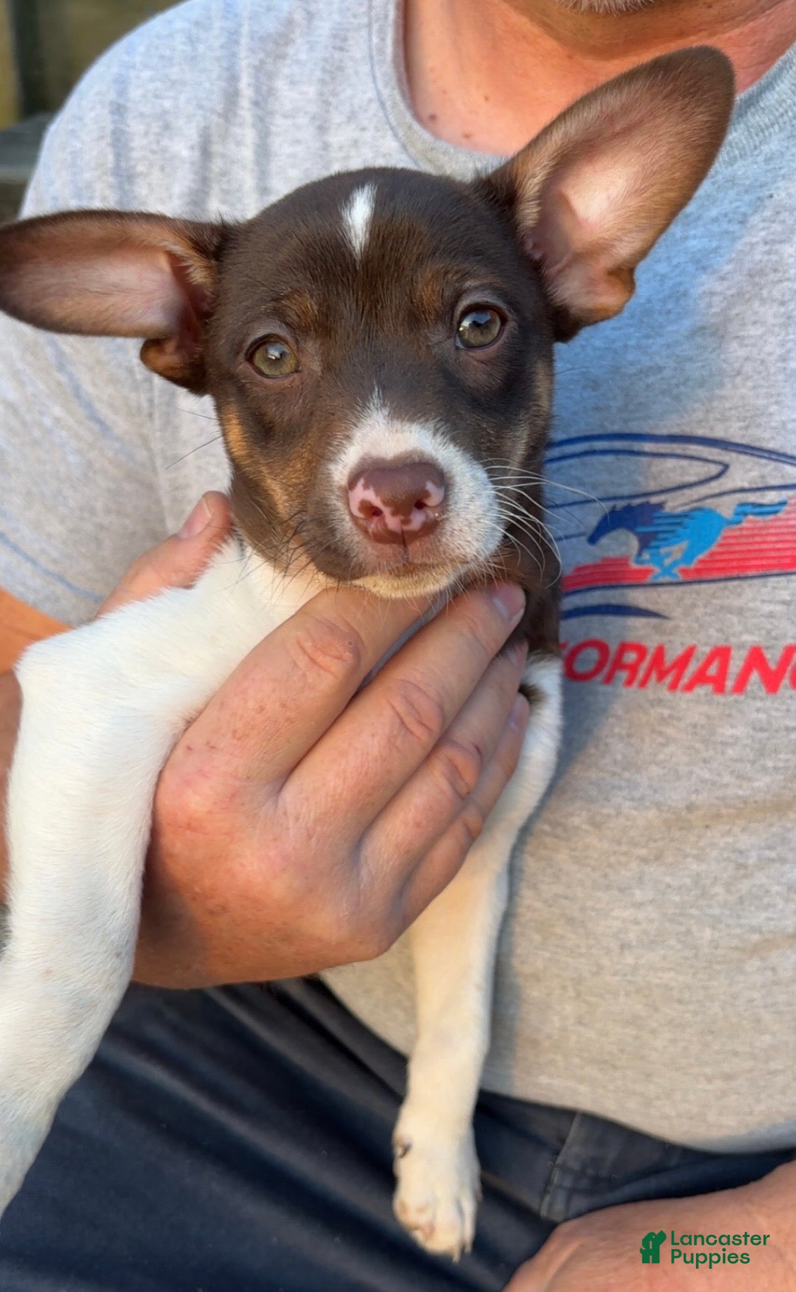 Rat Terrier dogs Rat Terrier Puppy 2 - Ad 7