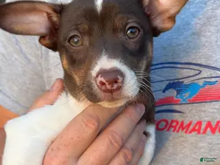 Rat Terrier dogs Rat Terrier Puppy 2 - Ad 7