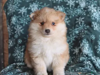 Pomsky dogs Lila - Ad 25