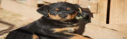 Rottweiler dogs for sale: Rottweiler litter of 5 puppies - Ad 28