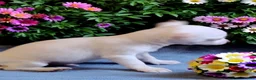 Chihuahua dogs for sale: Frosty - Ad 2