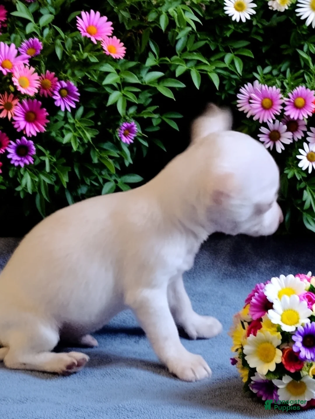 Chihuahua dogs for sale: Frosty - Ad 2