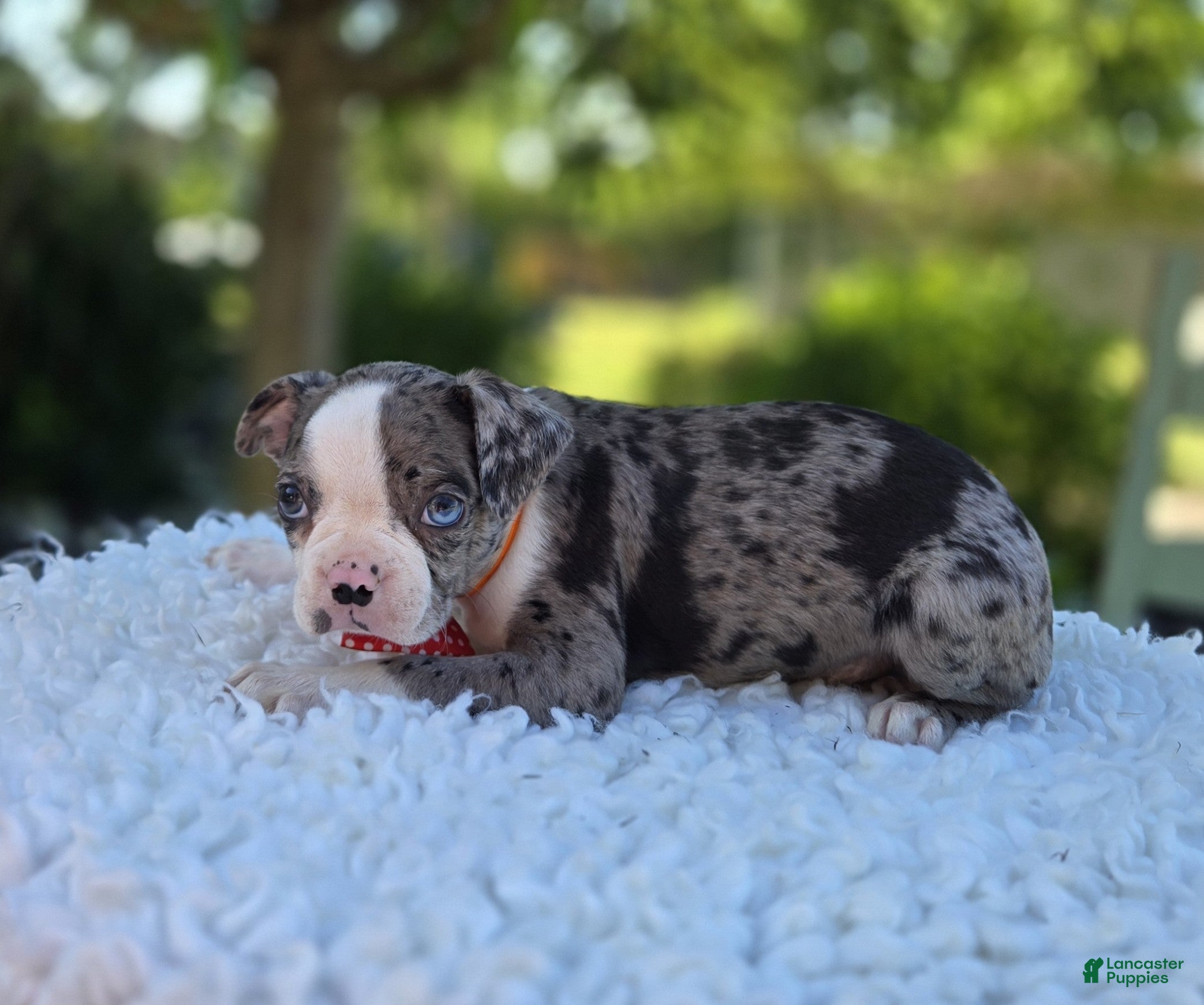 Boston Terrier dogs Duke - Ad 1