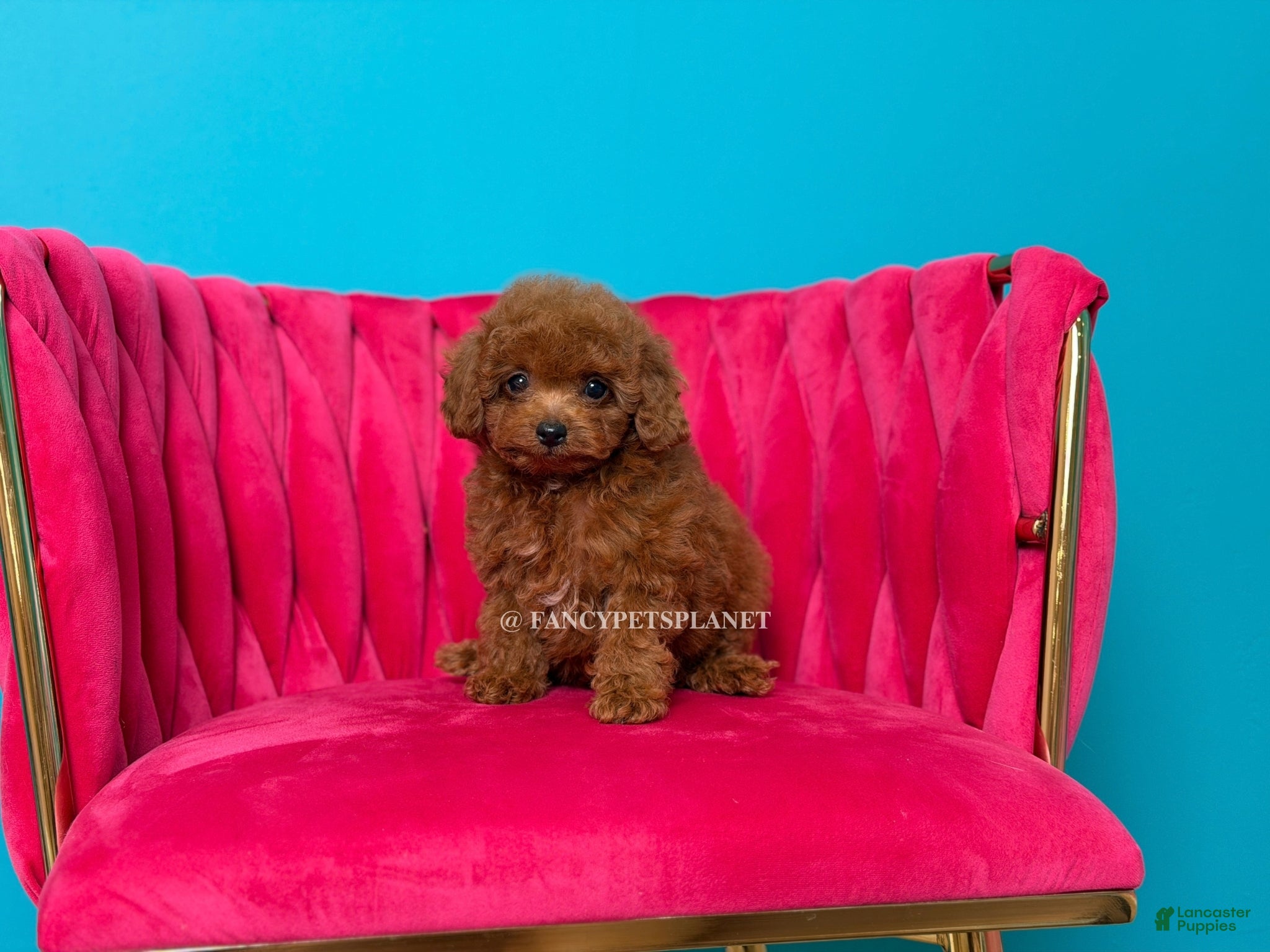Toy Poodle dogs Key to my soul - Ad 1